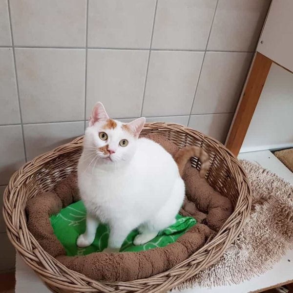 Katzen Tierschutzverein Kempten