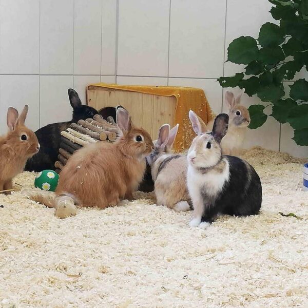 Kaninchengruppe4 Scaled 1 Jpg