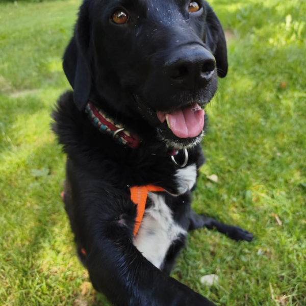 Odin