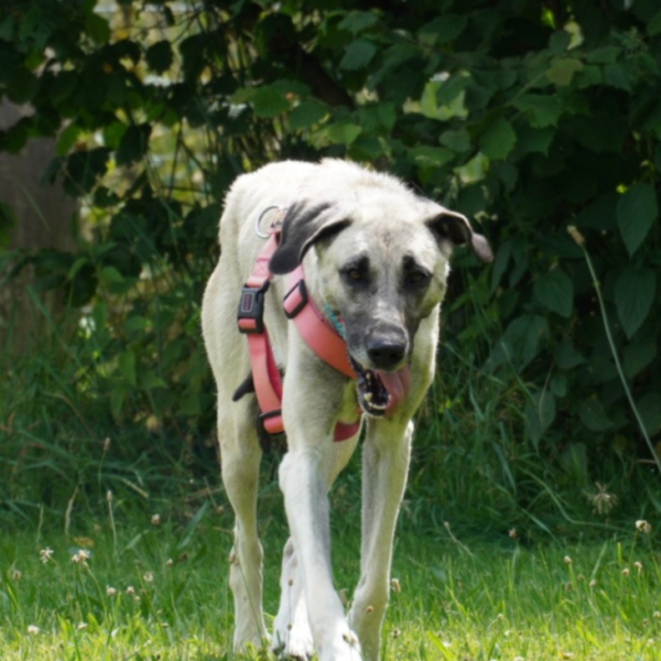 Tierheim Kempten Kangal Luna 1