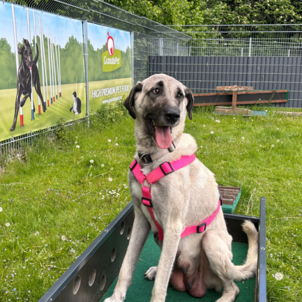 Tierheim Kempten Kangal Luna 2