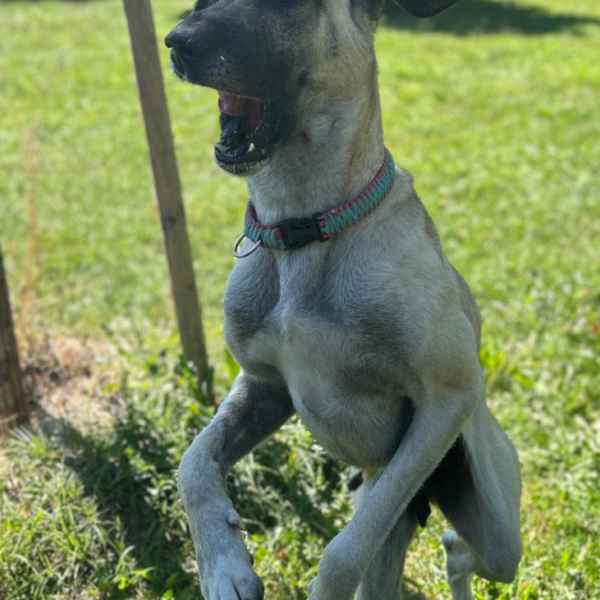 Tierheim Kempten Kangal Luna 4