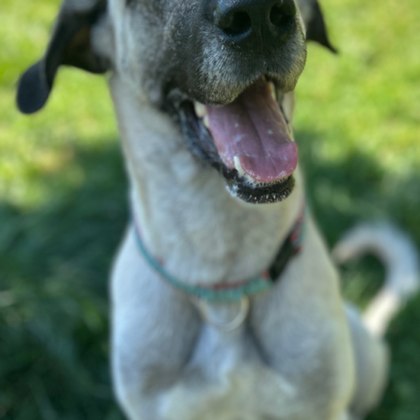 Tierheim Kempten Kangal Luna 5